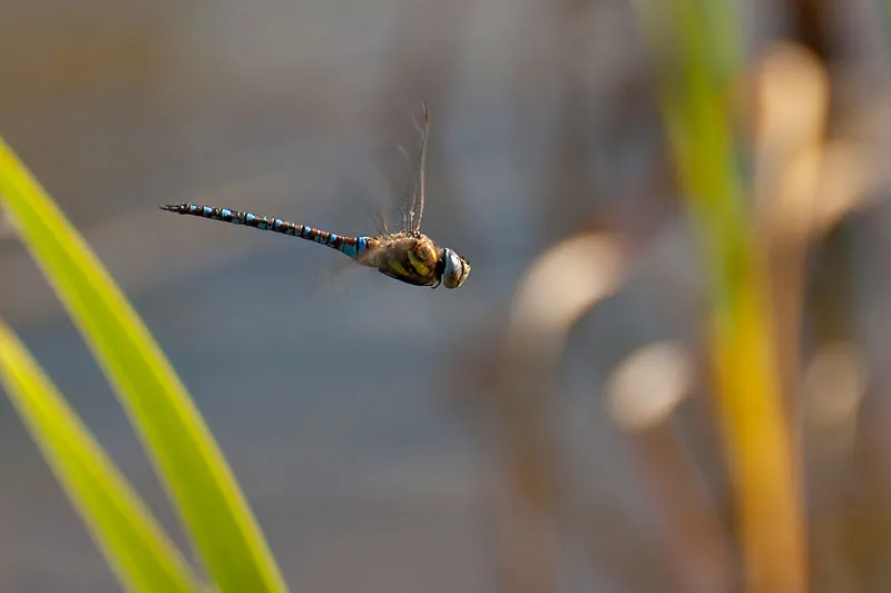 fotokurs-owl-kreis-lippe-insekten-macro-fotografie